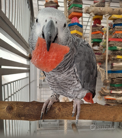 Cenerini,cacatua,Ara,amazzoni,