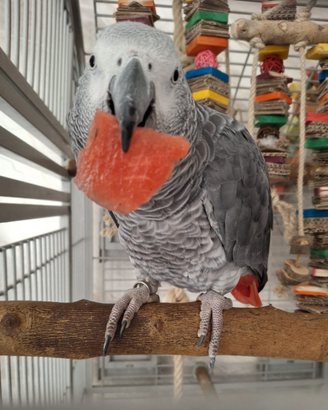 Cenerini,cacatua,Ara,amazzoni,
