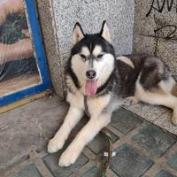 Siberian husky