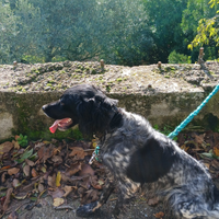 Setter inglese