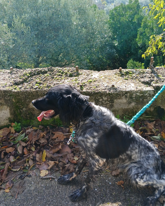 Setter inglese