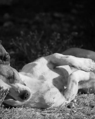Cuccioli di jack Russel