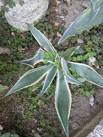 piante agave e aloe