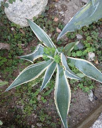 piante agave e aloe