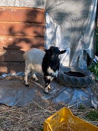Caprette tibetane