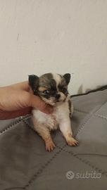 Cuccioli chihuahua