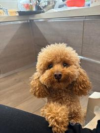 Cuccioli barboncino nano
