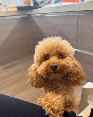 Cuccioli barboncino nano