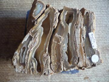 Corallo fossile collezionismo