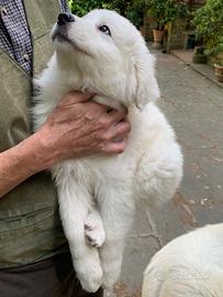 Cucciola Pastore Maremmano Abruzzese