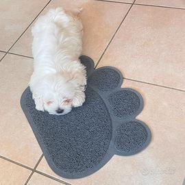 Cucciolo di Maltese