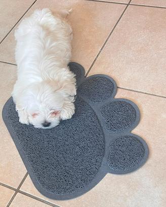 Cucciolo di Maltese