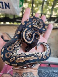 pitone reale femmina cinnamon het pied 2026