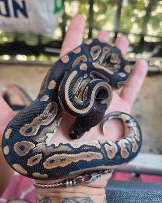 pitone reale femmina cinnamon het pied 2026