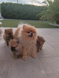 Volpino Spitz tedesco Pomerania