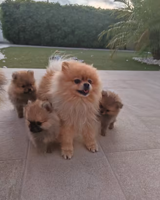Volpino Spitz tedesco Pomerania