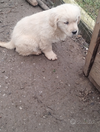 Cucciolo Golden retriever