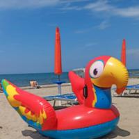 Pappagallo cavalcabile 