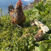 Galline, fagiani, anatre e pavoni