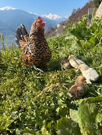 Galline, fagiani, anatre e pavoni