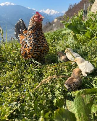 Galline, fagiani, anatre e pavoni