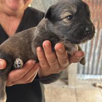 Cuccioli di meticcio taglia media/grande