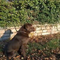 Femmina di labrador chocolate