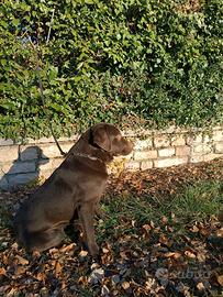 Femmina di labrador chocolate
