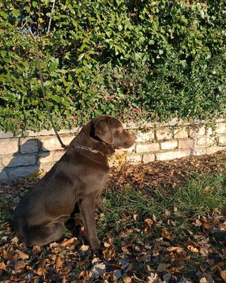 Femmina di labrador chocolate