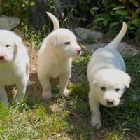 Cuccioli maremmano/labrador