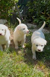Cuccioli maremmano/labrador