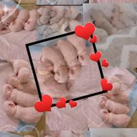 Benvenuti al mondo piccoli ragdoll