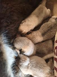 Cuccioli Kangal in Pirenei/Caucaso