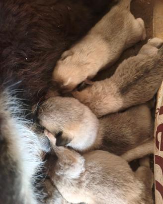 Cuccioli Kangal in Pirenei/Caucaso