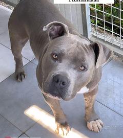 Amstaff maschio Blue