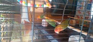 Inseparabili