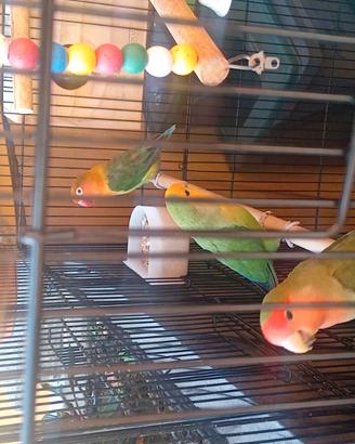 Inseparabili