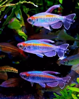 TETRA ARCOBALENO tetra congo