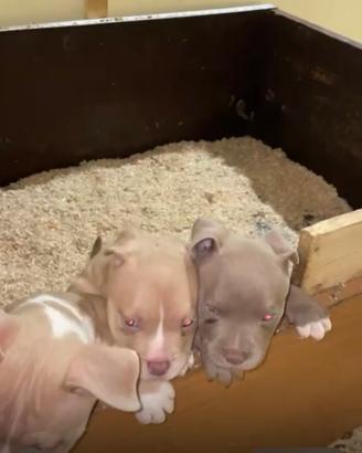 American bully