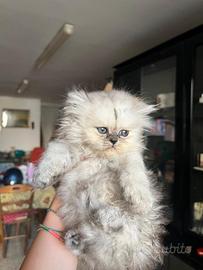 Vendita Gattini Persiani