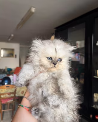 Vendita Gattini Persiani