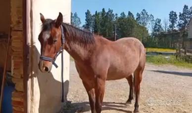 Vendita cavallo paint