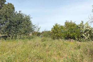 Terreno agricolo
