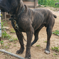 Cane corso x monte