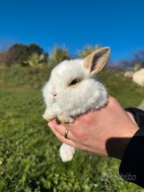 Coniglio nano da compagnia