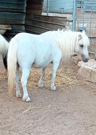 Pony polacca