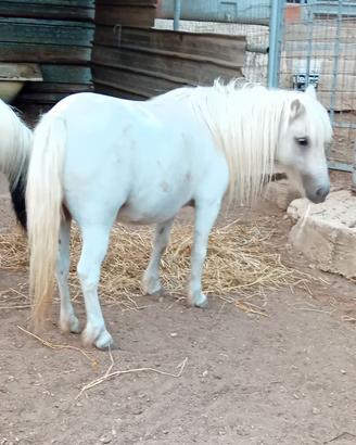 Pony polacca