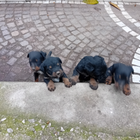 Cuccioli JAGDTERRIER maschi