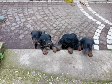 Cuccioli JAGDTERRIER maschi