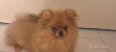 Spitz di pomerania